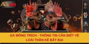 Gà Mồng Trích - Thông Tin Cần Biết Về Loài Thần Kê Bất Bại