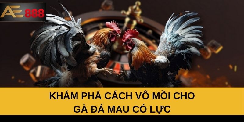 Khám phá cách vô mồi cho gà đá mau có lực