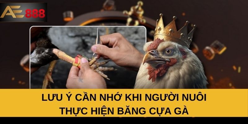 Lưu ý cần nhớ khi người nuôi thực hiện băng cựa gà