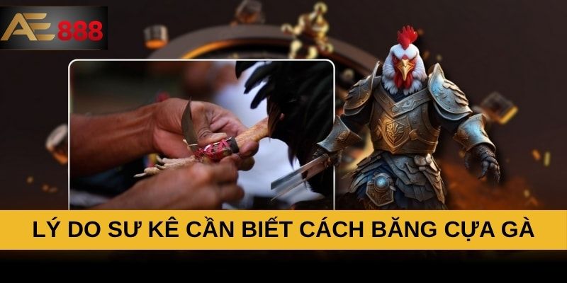Lý do sư kê cần biết cách băng cựa gà