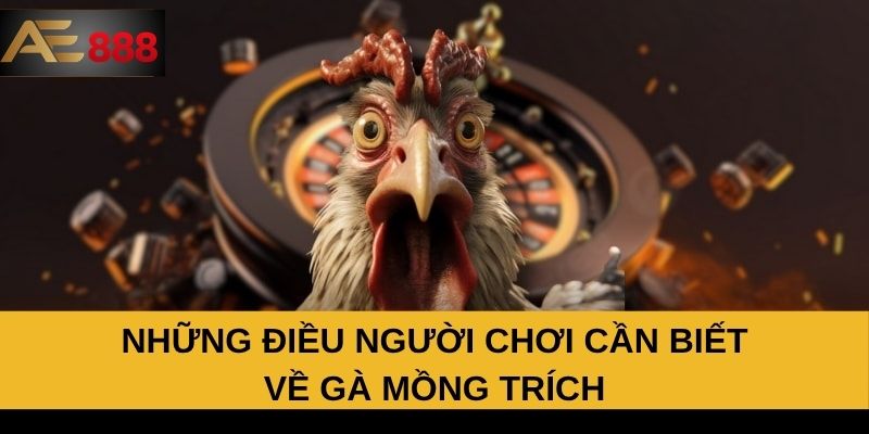 Những điều người chơi cần biết về gà mồng trích