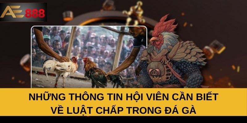 Những thông tin hội viên cần biết về luật chấp trong đá gà