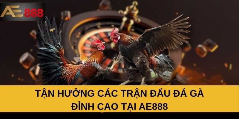 Tận hưởng các trận đấu đá gà đỉnh cao tại AE888