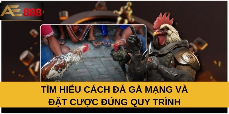 Tìm hiểu cách đá gà mạng và đặt cược đúng quy trình