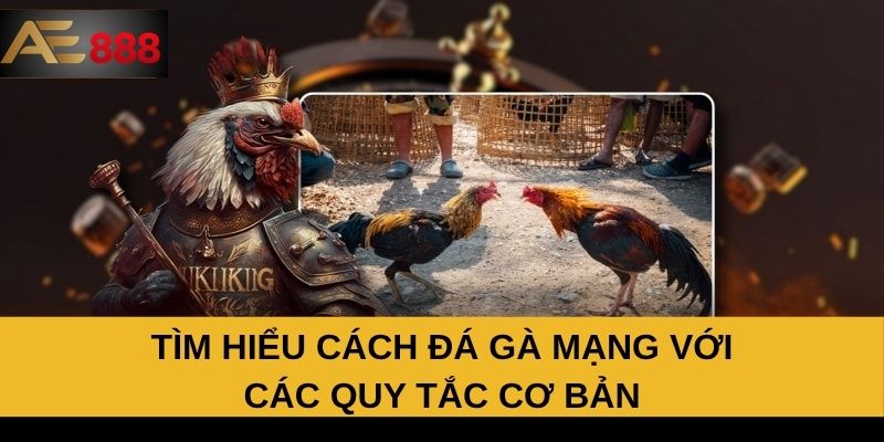 Tìm hiểu cách đá gà mạng với các quy tắc cơ bản